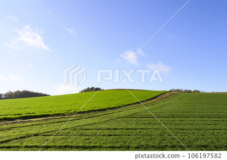 美瑛在一個陽光明媚的秋天早晨 106197582