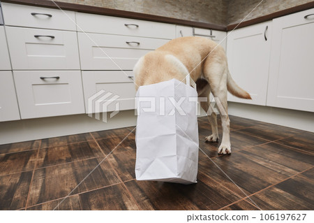 Naughty dog in home kitchen. 106197627