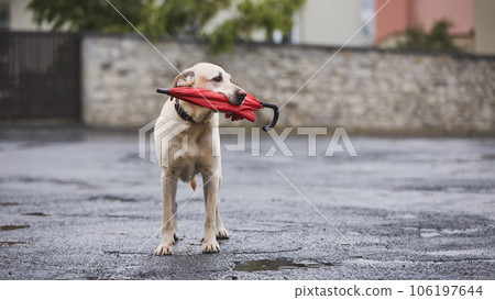 Wet dog in rain holding umbrella in mouth. 106197644
