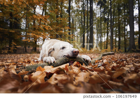 Playful dog biting stick in forest. 106197649