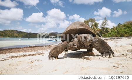 Aldabra giant tortoise on sand beach in Seychelles. 106197650