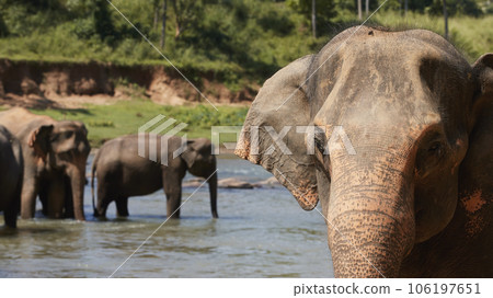 Herd of elephants walking in river 106197651