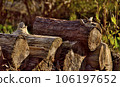 Scenery with piles of firewood and logs 106197652