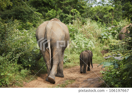 Herd of elephants in Sri Lanka. Herd of elephants in Sri Lanka. 106197667