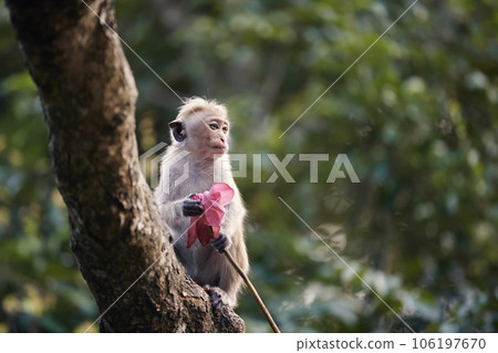 Lonely macaque with flower in hand Lonely macaque with flower in hand 106197670
