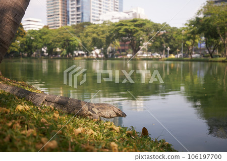 Water monitor lizard in grass. 106197700