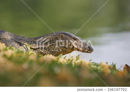 Water monitor lizard in grass. 106197702