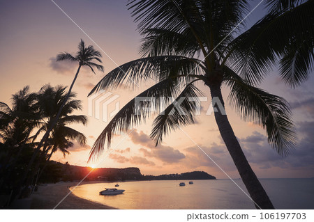 Silhouette palm trees against sand beach at sunset. Silhouette palm trees against sand beach at sunset. 106197703