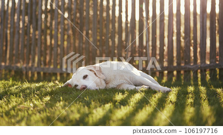 Cute dog waiting behind fence.. 106197716