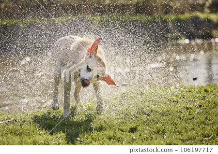Wet labrador retriever shaking off water Wet labrador retriever shaking off water 106197717