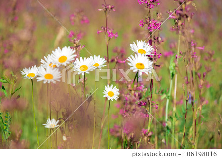White daisies and pink herbs blossomed in the meadow. Ivan tea blooms among the forest on a sunny day in June.beautiful wildflowers background. summer nature. White daisies and pink herbs blossomed in the meadow. Ivan tea blooms among the forest on a sunny day in June.beautiful wildflowers background. summer nature. 106198016