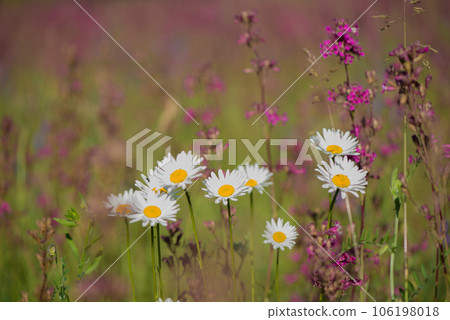 White daisies and pink herbs blossomed in the meadow. Ivan tea blooms among the forest on a sunny day in June.beautiful wildflowers background. summer nature. 106198018