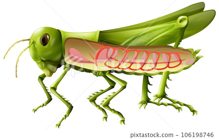The anatomy of grasshopper on white background 106198746