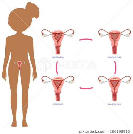 Stages of the Menstrual Cycle Concept Stages of the Menstrual Cycle Concept 106198910