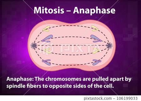 Process of mitosis anaphase with explanations 106199033