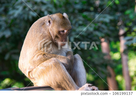 猴子坐在吳哥城的車頂上 106199137