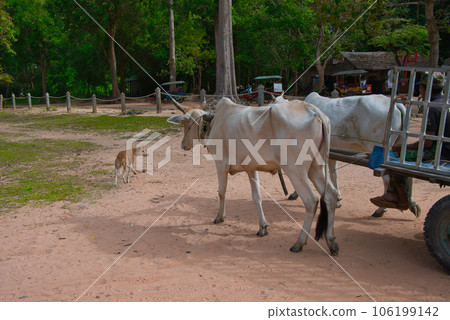 Ox cart and dog at East Baray 106199142