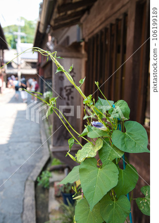 鞆之浦的街景和牽牛花 鞆之浦的街景和牽牛花 106199189