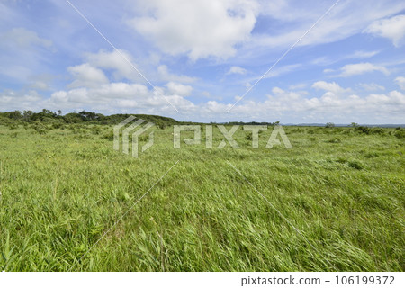 [Hokkaido Toyotomi Town] Sarobetsu Wilderness 106199372