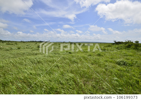 [Hokkaido Toyotomi Town] Sarobetsu Wilderness 106199373