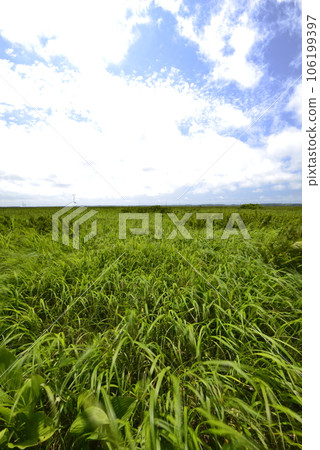 [Hokkaido Toyotomi Town] Sarobetsu Wilderness 106199397