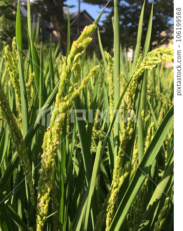Rice flowers blooming in the rice fields of the waterwheel park under the blue sky on a hot day Rice flowers blooming in the rice fields of the waterwheel park under the blue sky on a hot day 106199568