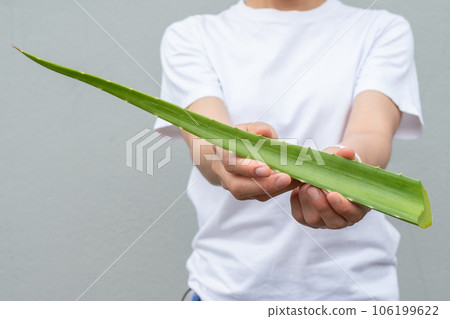 Woman holding a cut Aloe Vera leaf for use inner gel as a quick moisturiser for her skin. Woman holding a cut Aloe Vera leaf for use inner gel as a quick moisturiser for her skin. 106199622
