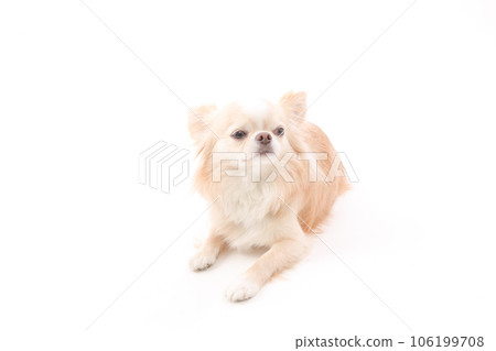 奇瓦瓦州，一隻躺在白色背景上的小狗 106199708