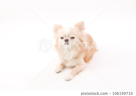 奇瓦瓦州，一隻躺在白色背景上的小狗 106199710