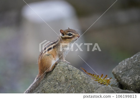 可愛的花栗鼠擺出鼠兔姿勢 可愛的花栗鼠擺出鼠兔姿勢 106199813