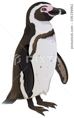 Humboldt Penguin on White Background Humboldt Penguin on White Background 106199962