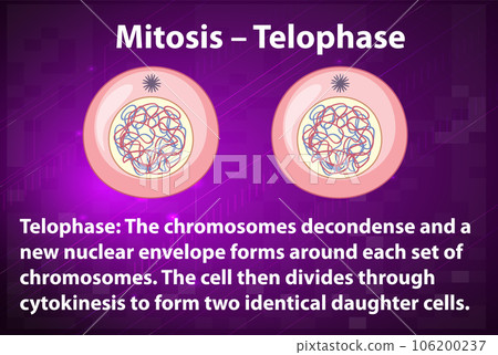 Process of mitosis telophase with explanations 106200237
