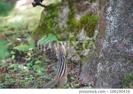 Chipmunk from Mumbling Time Chipmunk from Mumbling Time 106200438