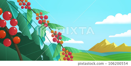 Coffee plants on nature background Coffee plants on nature background 106200554