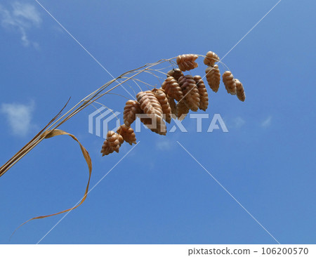 Photo of kobanso fruit and blue sky swaying in the refreshing breeze 106200570