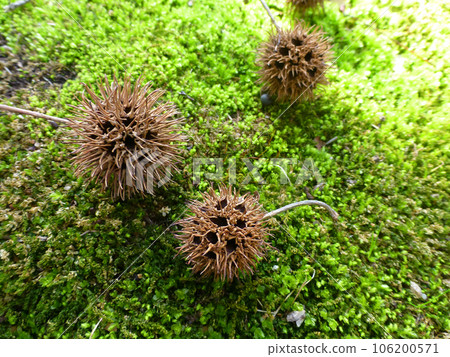 Photo of sycamore fruit that fell on the mossy ground in the sunlight filtering through foliage 106200571
