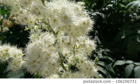 White small flowers of meadowsweet close-up. 106200731