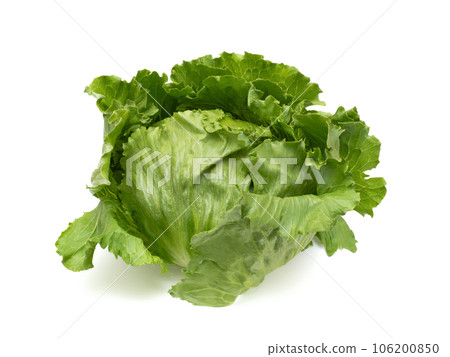 lettuce lettuce 106200850