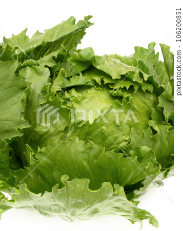 lettuce	 106200851