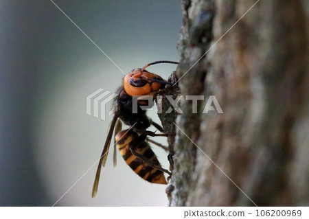 Wheatstone Wheatstone 106200969