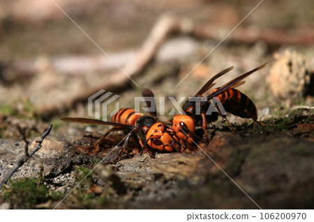 大虎頭蜂 106200970