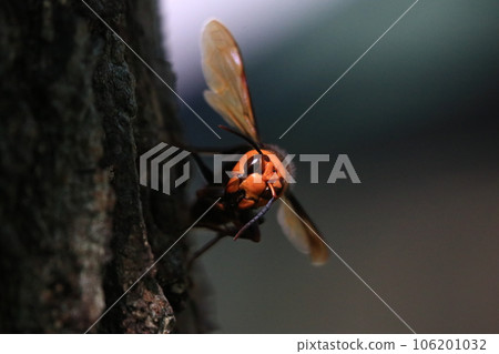 Wheatstone Wheatstone 106201032