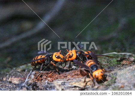 Wheatstone 106201064