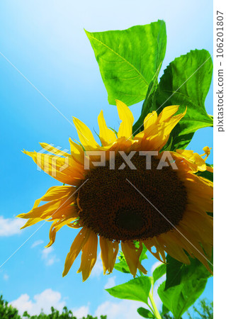 Landscape of sunflowers and blue sky 106201807