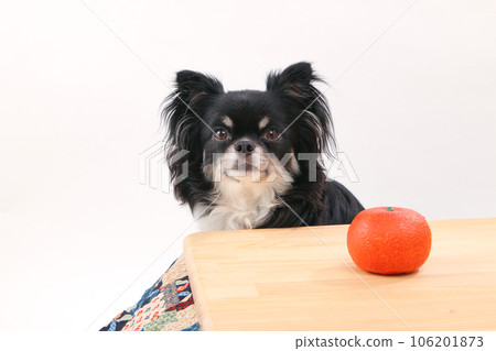 吉娃娃,一種被被爐取暖的小狗 吉娃娃,一種被被爐取暖的小狗 106201873