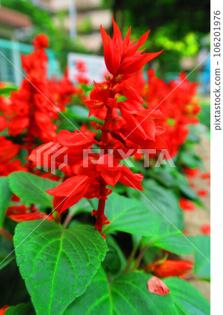 landscape of salvia flowers 106201976