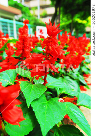 landscape of salvia flowers 106201978