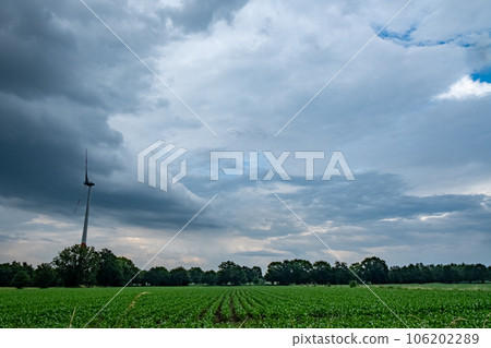 A green agriculture field of young corn in springtime under a dark threatening stormy sky with dark A green agriculture field of young corn in springtime under a dark threatening stormy sky with dark 106202289