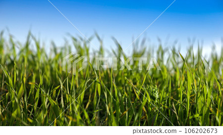 Closeup of fresh green grass growing against clear blue sky on sunny day. 106202673