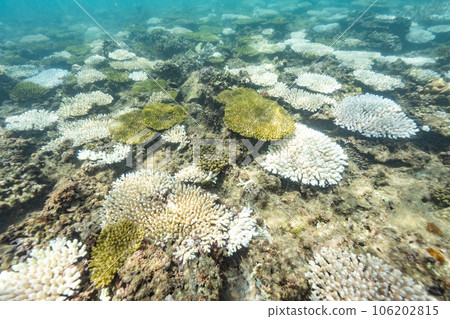 bleached coral reef bleached coral reef 106202815